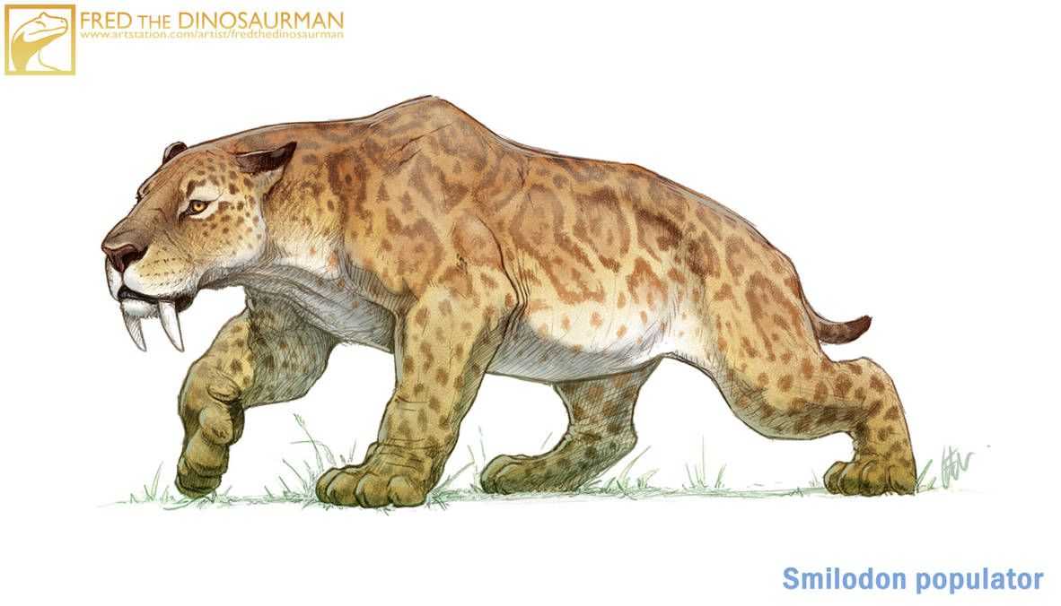 smilodon_populator_by_fredthedinosaurman_dcie8ko-pre.jpg